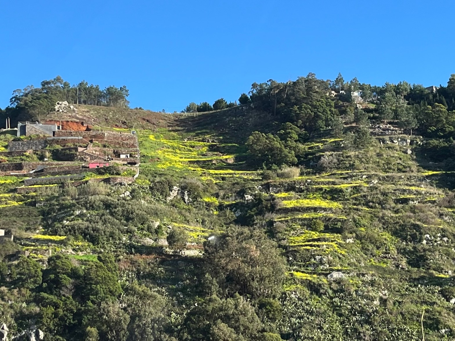 Kwitnące łączki na Maderze